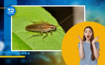 La cucaracha alemana, una de las más resistentes