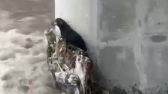 Rescatan a perro de corriente tras lluvias
