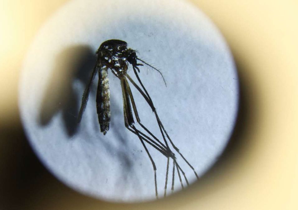 La Secretaría de Salud de Nuevo León reportó 4 mil 671 casos de dengue en el estado. | Reuters