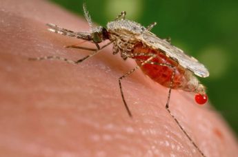 Científicos sudafricanos descubren nuevos químicos que matan al parásito de la malaria