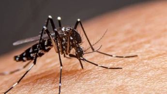 El dengue es una enfermedad transmitida por el mosquito Aedes aegypti, el cual porta el virus y puede contagiar a las personas a través de su picadura