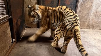 Veterinarios del Zoológico de Morelia detectaron daño renal, desnutrición y deshidratación en los felinos rescatados | Foto: Especial