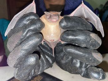 Expertos han señalado a Jalisco como un paraíso para distintas especies de murciélagos. | Universidad de Guadalajara