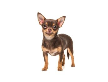 Perro Chihuahua / purina.com.mx