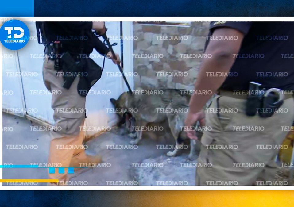 Así capturarón al lobo que escapó del Zoológico de Aragón / Telediario CdMx