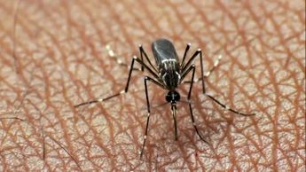 Dengue en Nuevo León: en una semana se sumaron 653 casos