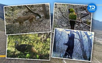 Pumas, osos y guacamayas son vistos en la Sierra de Zapalinamé. | Diseño: Mauricio Ledesma