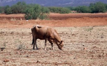 La exportación de ganado en Nuevo León se verá afectada tras no mantener estatus sanitario. | Archivo