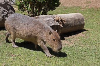 El habitat de las capibaras es imprescindible para mantener a la especie altamente dócil / Melanie Torres