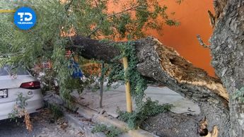 Cae árbol sobre auto