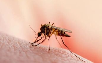 Se duplican casos de dengue en Nuevo León en el 2024
