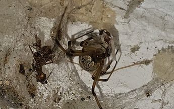 Extraña araña en Ciénega de Flores, Nuevo León | Especial