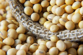 Soya/ Pixabay