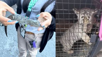 Los animales encontrados son especies exóticas e ilegales.| Especial