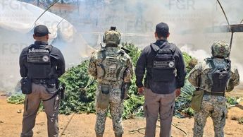 La Guardia Nacional se deshizo del cultivo | FGR