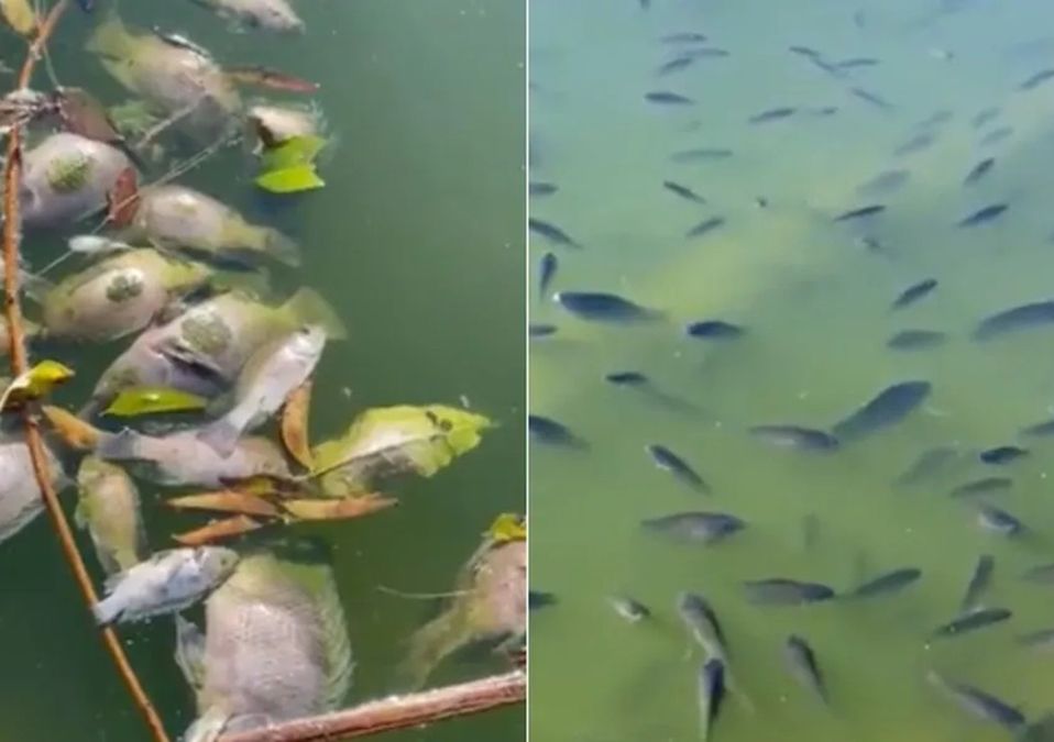 Reducción de agua en Lago de Chapultepec provoca muerte masiva de peces