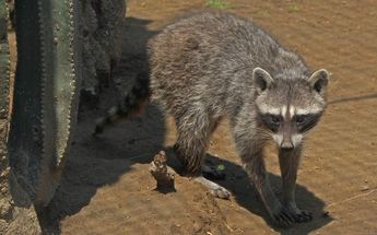 Un mapache en el Zoológico del Altiplano de Tlaxcala | Melanie Torres