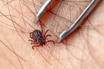 La picadura de garrapata puede ocasionar Rickettsia o la enfermedad de Lyme.