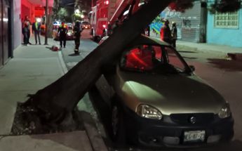 Árbol cae sobre auto / Enrique Luna