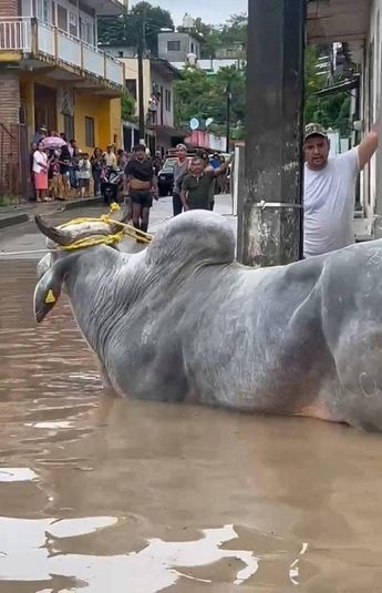 El ganado también ha sido arrastrado por la corriente / Especial