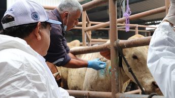 Las moscas estériles son una opción para combatir el gusano barrenador en Puebla, según pobladores / Agencia Es Imagen