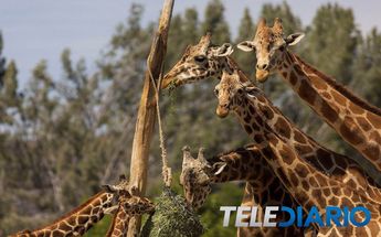 Jirafas Africam Safari / Andrés Lobato