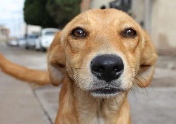 Día Mundial del Perro Callejero: Conoce los mejores lugares en CDMX para adoptar un ‘lomito’
