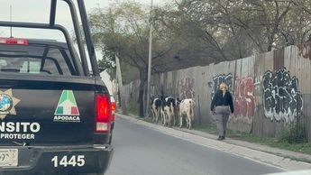 Un grupo de al menos cuatro vacas entraron a un fraccionamiento privado en Apodaca. | Cortesía
