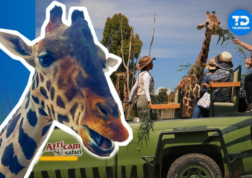 Después de un largo viaje la jirafa Benito por fin llegó a Puebla / Agencia Es Imagen / Salvemos a Benito