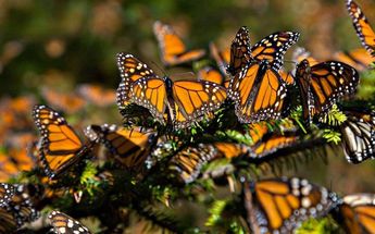 Las mariposas monarcas llegan a México; logran exitosamente su migración 