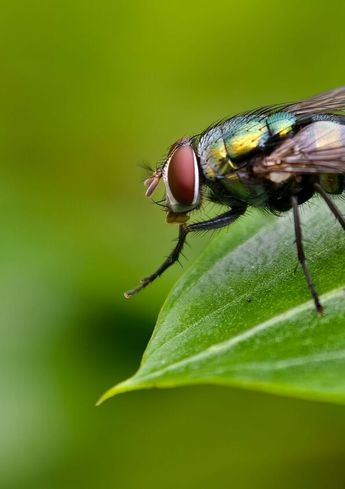 Se alimentan principalmente del néctar de las flores, al hacer esto contribuyen a la polinización de diversas plantas.