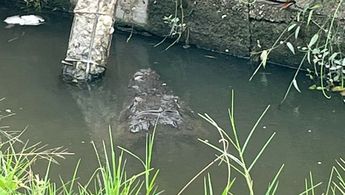 Cocodrilos al acecho en colonias de Madero. | Cortesía