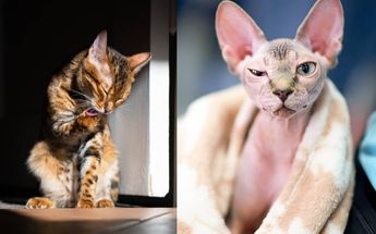 Gato toyger y sphynx / Pixabay