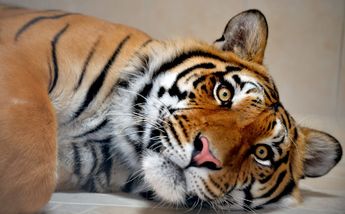 Tigre de bengala rescatado de domicilio en Ecatepec / Lauro Galicia