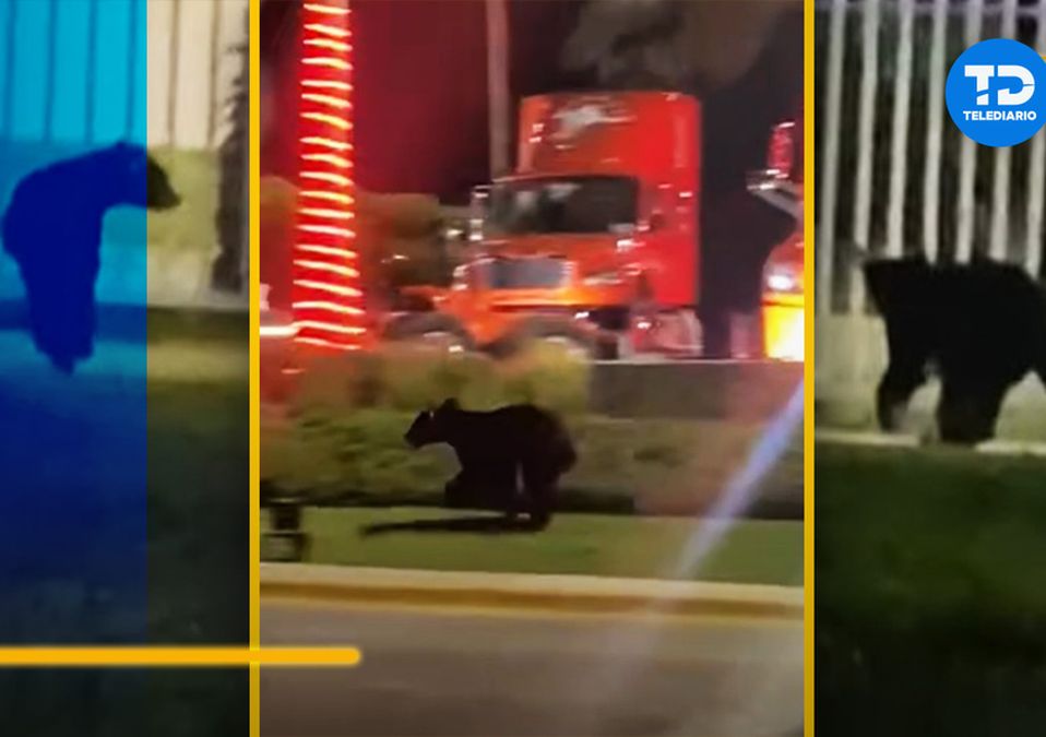 Captan a oso en instalaciones del Parque Industrial en Apodaca| VIDEO