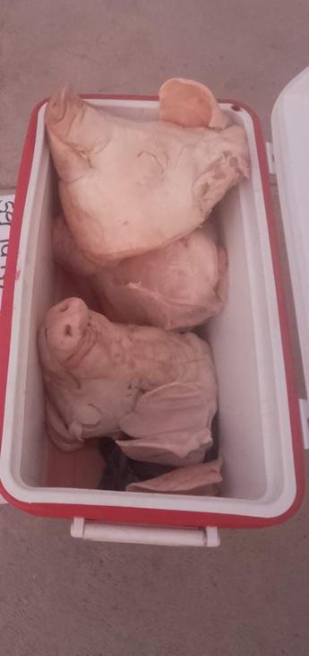 Una hielera con tres cabezas de cerdo fue abandonada en el Centro de Galeana. | Cortesía