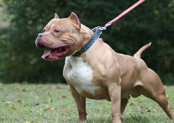Perro pitbull. | Archivo