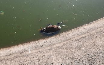 Pato muerto en el estanque del Metropolitano / Diana Barajas