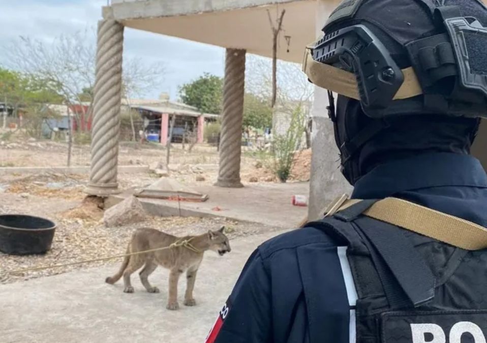Rescatan puma en Sinaloa │ Especial.