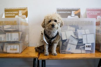 Daisy, la perrita que se volvió viral por ser funcionaria de casilla en Puebla / Agencia Es Imagen