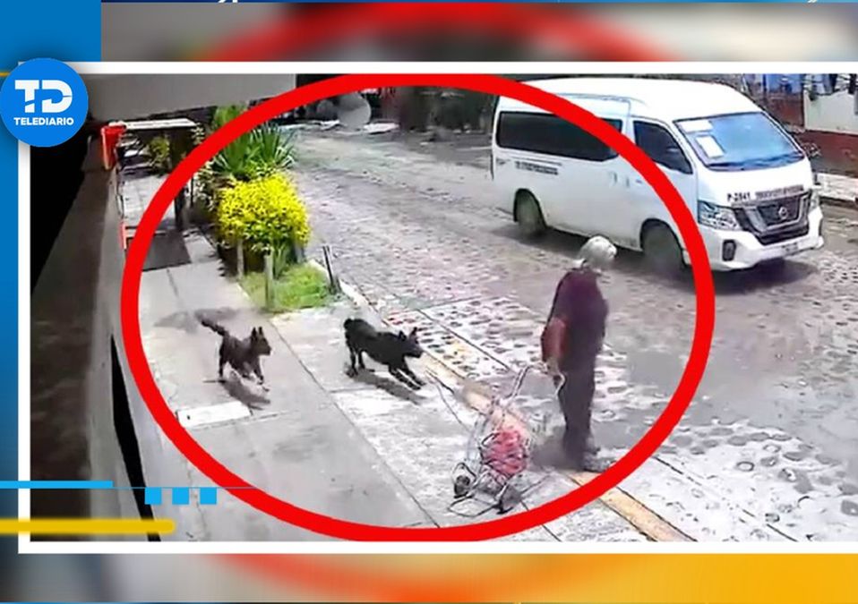 Cuatro perros derribaron y mordieron a una mujer en Pedro Escobedo, Querétaro. | ESPECIAL