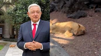 Andrés Manuel López Obrador era muy cercano a los gatitos del Palacio Nacional