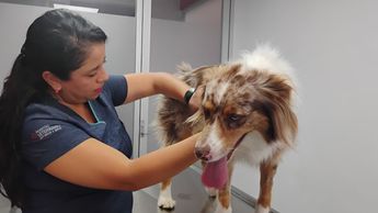 Las moscas pueden depositar cientos de huevos en cualquier rasguño o picadura de pulga, convirtiendo una herida en vía de entrada | Nancy Camacho