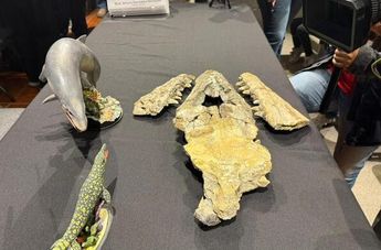 El MUDE dio a conocer el hallazgo de una nueva especie de reptil marino que habitó esta zona hace aproximadamente 70 millones de años.| Kevin Carranza