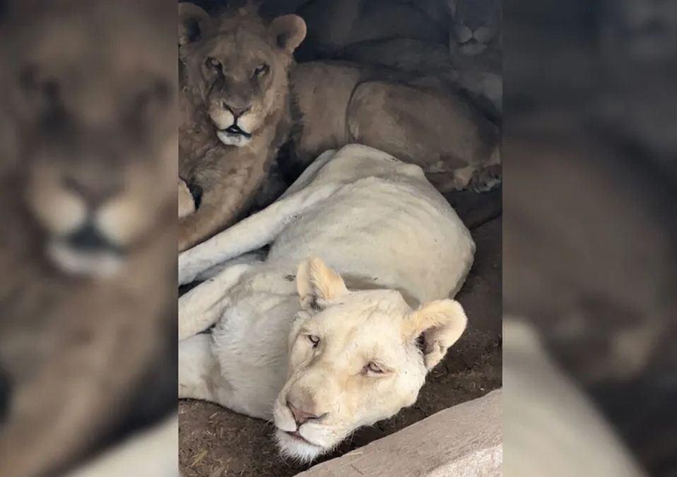 Muere leona en predio de Black Jaguar / Especial