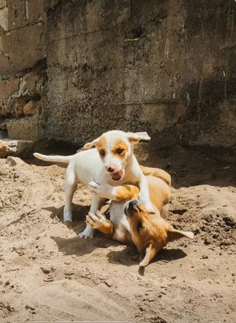El CEBISS llamó a atender de manera oportuna las necesidades básicas de los animales bajo custodia. | Pexels