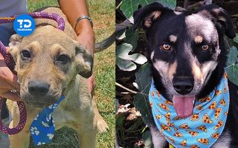 Mazapán y Pakal, perros rescatados en Puebla | Elvia García | Andrés Lobato