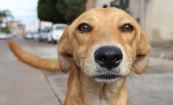 Día Mundial del Perro Callejero: Conoce los mejores lugares en CDMX para adoptar un ‘lomito’
