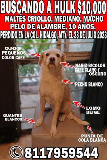 Perrito desaparecido en Monterrey | Especial
