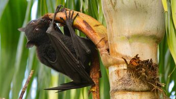 ¿Qué es el nipah y que ha dicho la OMS sobre el virus?